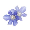 clematis transparent 2 up