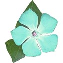 vinca_aqua3