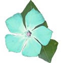 vinca_aqua4