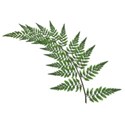 fern 2