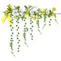 apple blossom branch dangles yellow