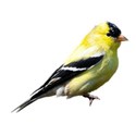 goldfinch 1