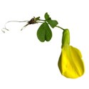 sweet pea 01 yellow