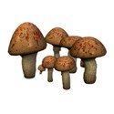 mushroom