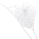 spiderweb