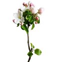 apple blossom 02