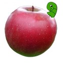 apple red worm