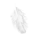 feather