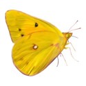 butterfly yellow