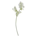 sweet pea 02 white