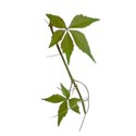 vine ivy 2