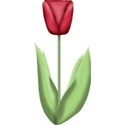 BOS Totally...tulip01