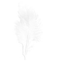 feather