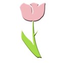 tulip pink