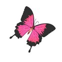 butterfly 3