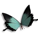 Butterfly 05