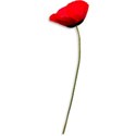 Poppy 01