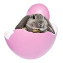 bunny in egg 3