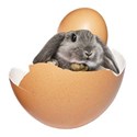 bunny in egg