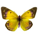 butterfly 2