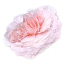 cabbage rose 03