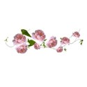 floating roses rose vine