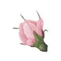 rose bud