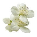 white flower no stem