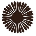 chocolateflower