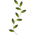 vine2