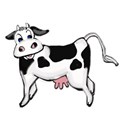 cow