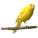 canari