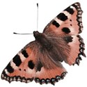 Butterfly,BM