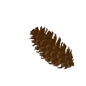 pine cone