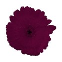 flower3