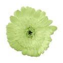 flower1