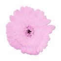 flower2