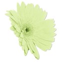 flower6