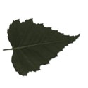leaf1