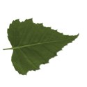 leaf2