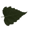 leaf3