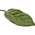 DZ_CU_NaturesFoliage_leaf5