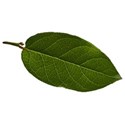 DZ_CU_NaturesFoliage_leaf6