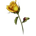 goldenrose2 copy