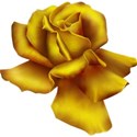 goldenrose6 copy