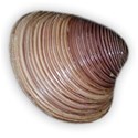 shell3