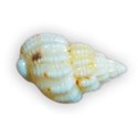 Shell2