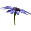 FlowerSooze (2)