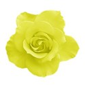 roseyellow