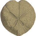 bos_atb_sand_dollar